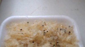 базилик проращивание  семян в опилках сезон 2016