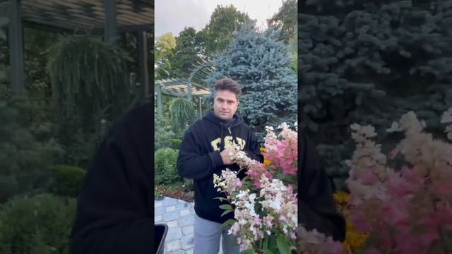 Гортензия Лаймлайт / Гортензия Мэджикал Кэндл смотреть онлайн