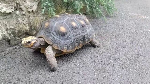 Красноногая черепаха Эмма на прогулке смотреть онлайн