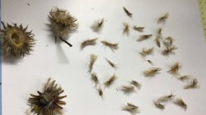 Газания (гацания) из своих семян.