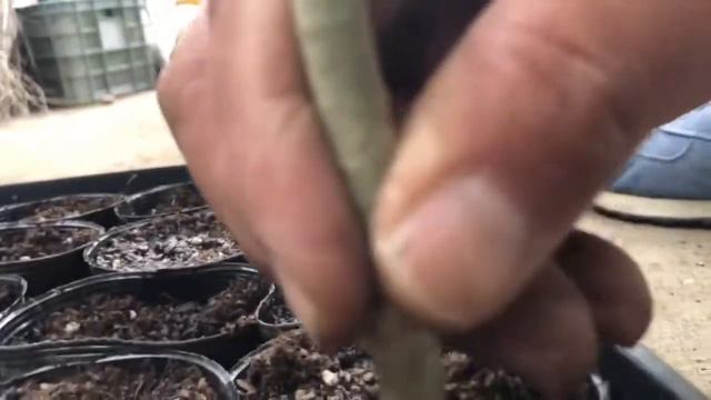 Propagation of our Ficus Umbellata by Japanese Plant Meister смотреть онлайн