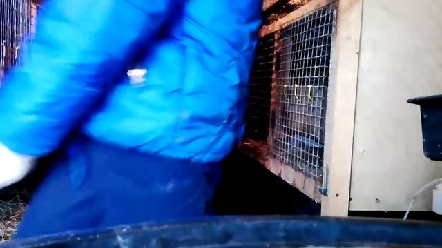 Уборка в крольчатнике (или как я убераю клетки кроликов) смотреть онлайн