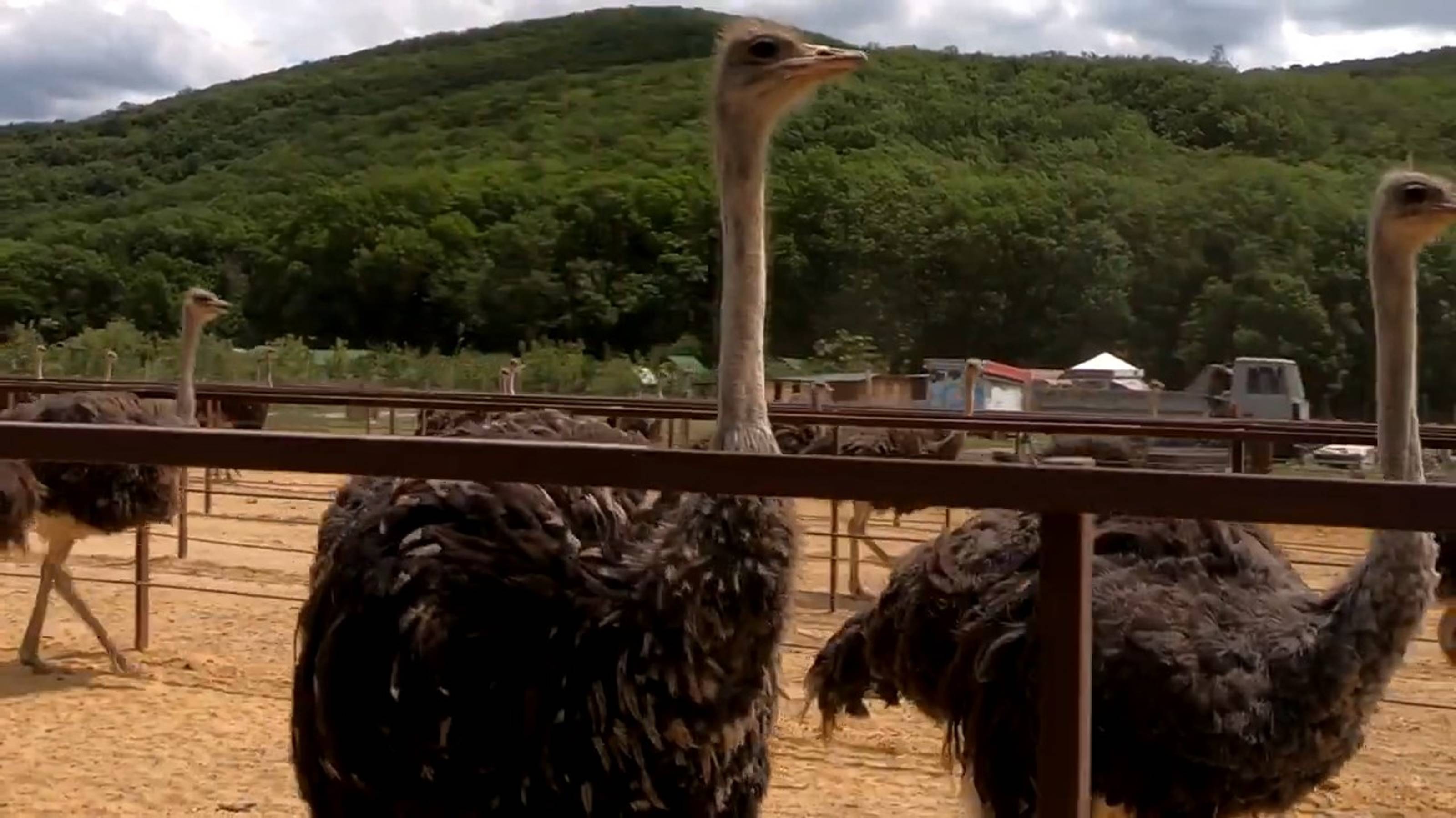 с Терновка_Клуб Реактив_Страусиная ферма смотреть онлайн