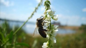 Донник белый как медонос