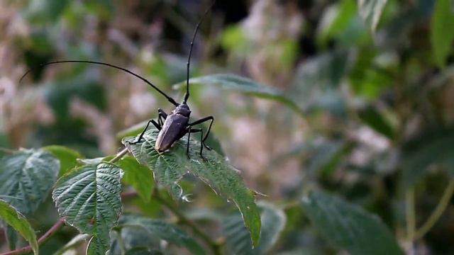 Глюкофон (tank drum) 30 см, 10 нот. Строй: "Akebono A". смотреть онлайн