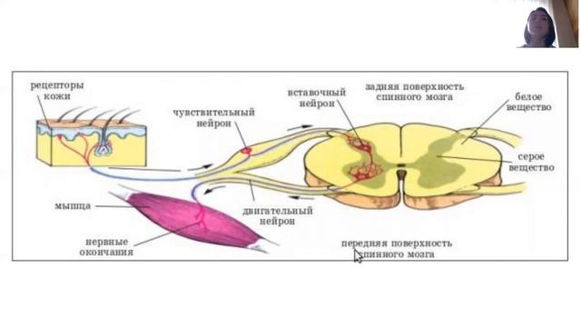 Что такое рефлекс? Строение рефлекторной дуги и ее функции смотреть онлайн