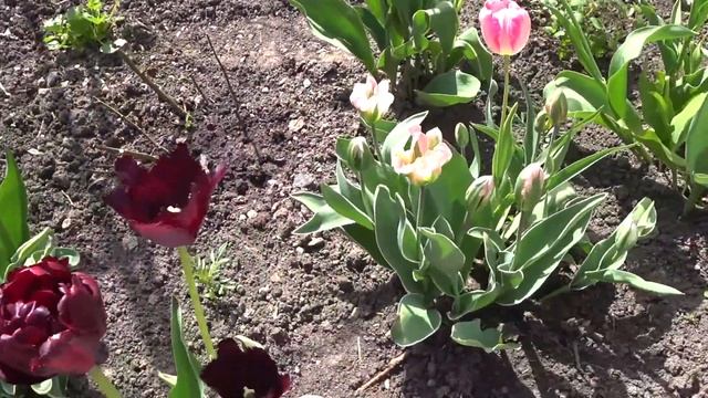 Тюльпаны. Цветение тюльпанов в конце мая смотреть онлайн