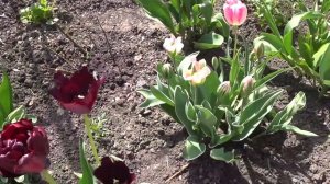 Тюльпаны. Цветение тюльпанов в конце мая