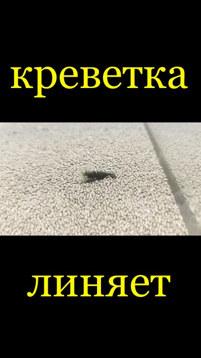 Линька креветки Зеленый нефрит, Жадэ Экстрим. Сможет ли выжить и полинять до конца. смотреть онлайн
