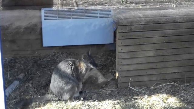 Совсем маленький кенгуру .Little Kangaroo смотреть онлайн