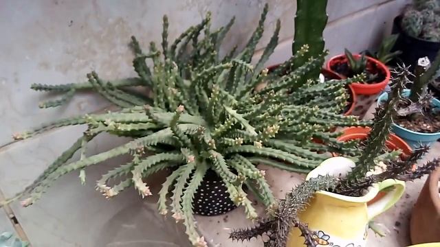 Flores Da Minha Orbea Variegata