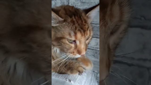 Как мурчит Мейн кун смотреть онлайн