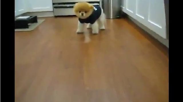 Крошка щенок Ну очень милый! смотреть онлайн