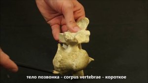 7 шейный позвонок домашних животных