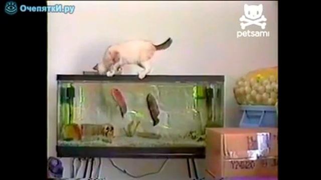Прикол, Рыба охотится на кота смотреть онлайн