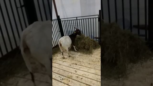 Порода бурские смотреть онлайн