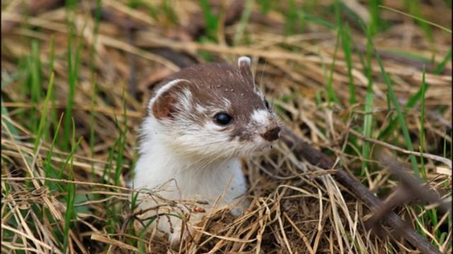 Ласка|Изящная хищница|Weasel|Graceful Predator смотреть онлайн