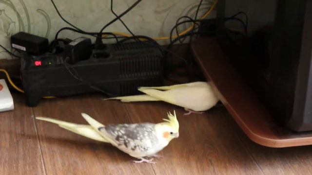Кореллы Пчёлка и Лютик гуляют по полу / Paigle and Honeybee the cockatiels on a walk смотреть онлайн