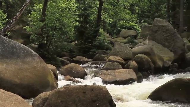 Shinrin Yoku- Forest Bathing To Relieve Stress & Pain (Xtremely Powerful) смотреть онлайн