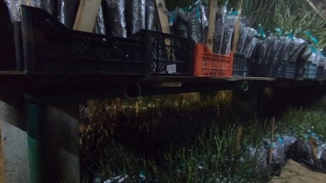 Хранение саженцев зимой 2019-2020г. смотреть онлайн