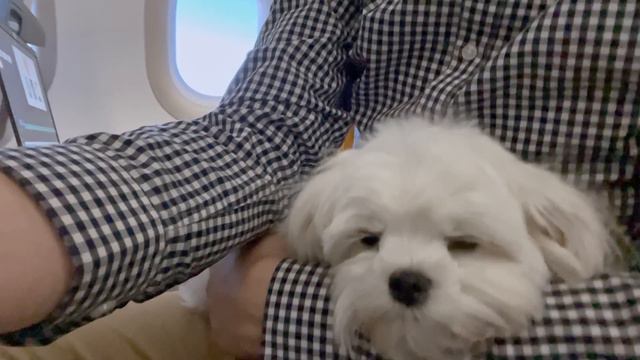 MY DOGS 2 YEARS IN 10 MINUTES ❤️ CUTEST MOMENTS #maltese #puppy смотреть онлайн