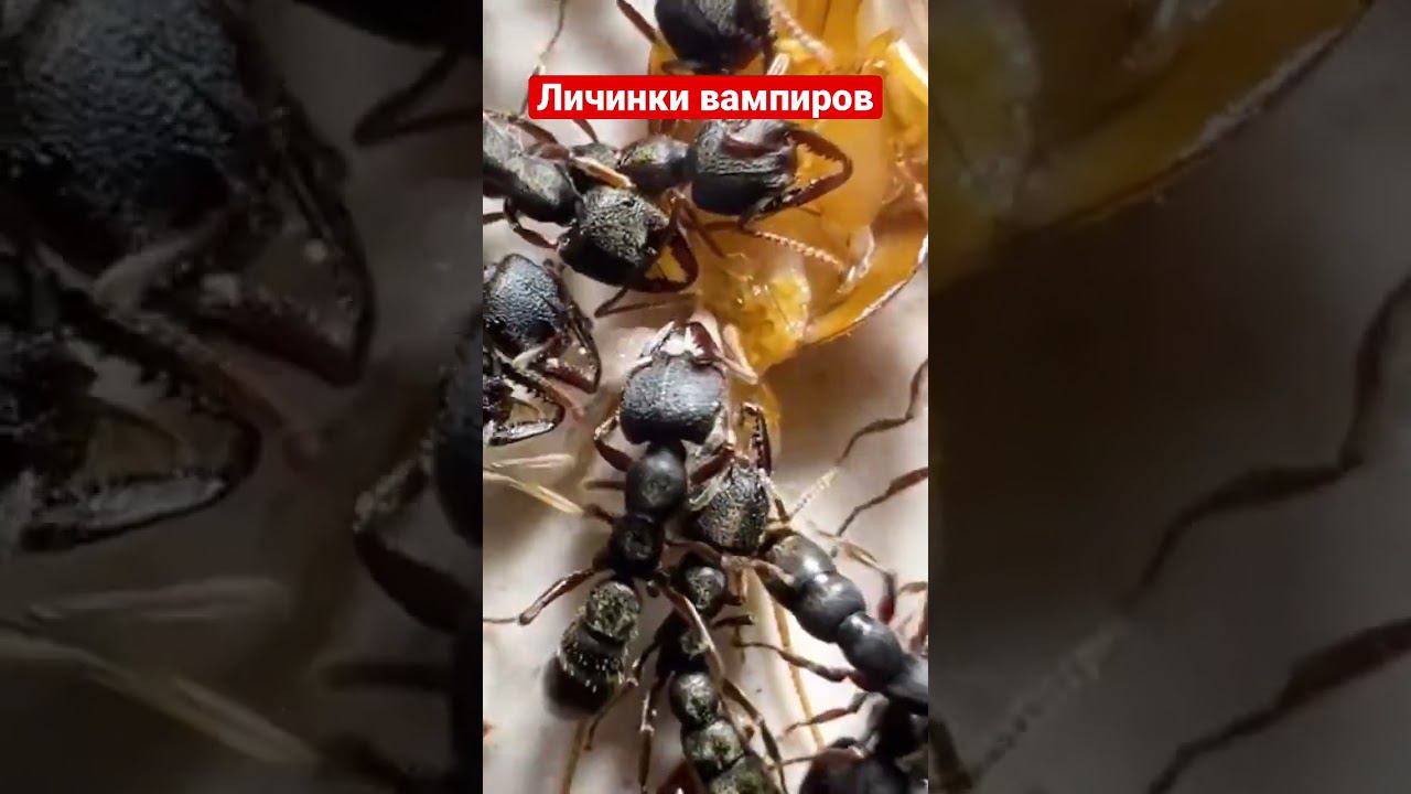 Личинки вампиров самостоятельно поедают жертву, жесть #sobervision смотреть онлайн