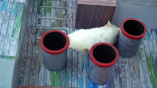 Hamster Poppy Playtime Chapter 2 | The Escape From Mommy's Prison Maze | Hamster Life смотреть онлайн