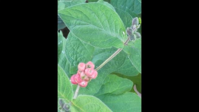 ТРЕХКОСТОЧНИК (TRIOSTEUM) сем. Жимолостные смотреть онлайн