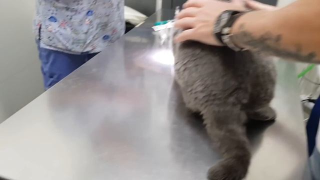 Британский кот сходил к ветеринару) Все ок, ожирения нет) смотреть онлайн