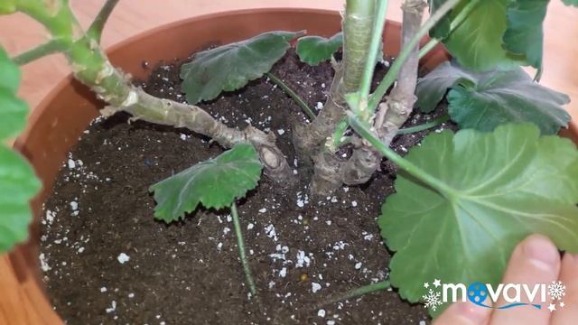 Пеларгония Gerda смотреть онлайн