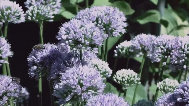 Frédéric Chopin Mazurka in E major, Op. 6 no. 3 смотреть онлайн