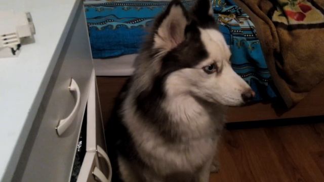 Хаски лает и просит еды смотреть онлайн
