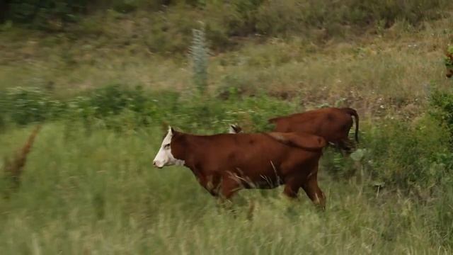 Мясная ферма в хуторе Зайцевка 08 07 2020