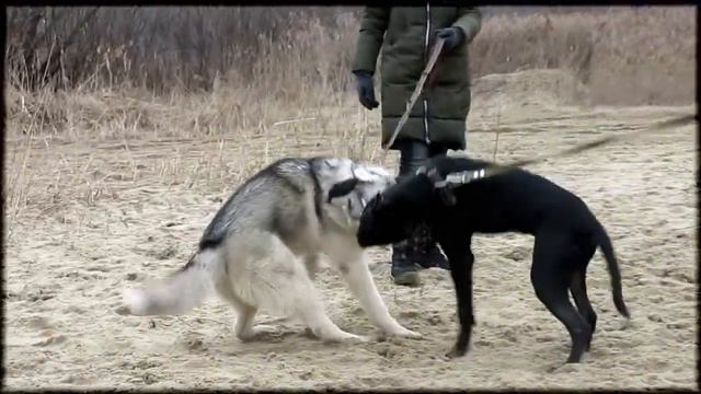 АПБТ Вий (5 мес) & хаски Север (7 мес) смотреть онлайн