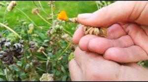 КАЛЕНДУЛА (НОГОТКИ). Как собрать семена
