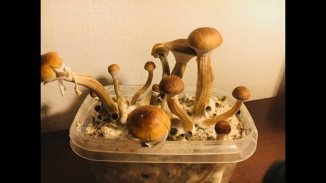 Mushroom Timelapse 2 смотреть онлайн