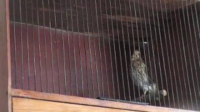 Певчий дрозд выкормыш смотреть онлайн