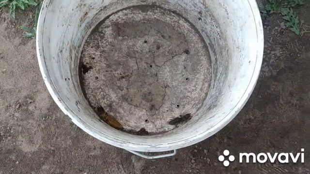 Как поймать медведку. Первомай 2023. Вода - враг медведки. смотреть онлайн