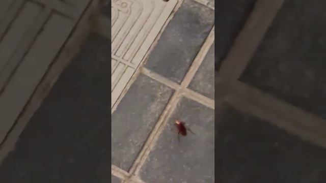 "МАЛЕНЬКИЕ" тараканы в Испании смотреть онлайн