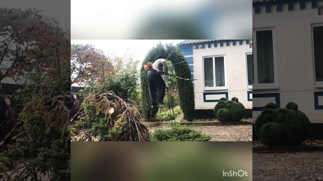 #topiary #стрижкаможжевельника #топиарнаястрижкахвойных #ниваки смотреть онлайн