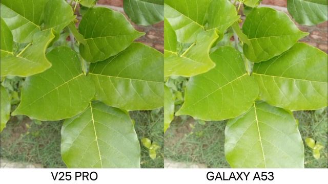 Vivo V25 Pro 5G VS Samsung Galaxy A53 Camera Test смотреть онлайн