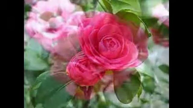 Камелия. Как цветет камелия! Комнатная камелия! смотреть онлайн