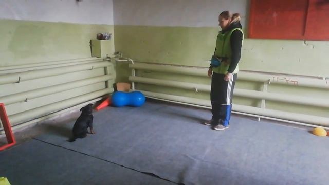 Ксоло джек 5 мес и брабансон Ива ,послушание #dogdreamschool