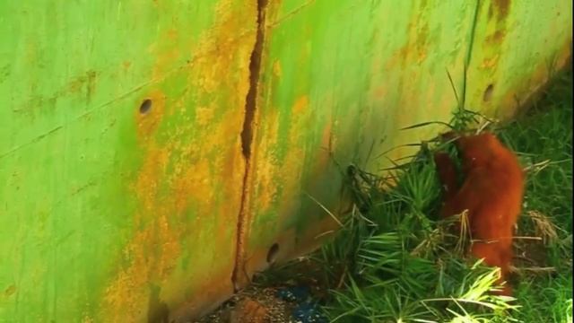 Зоопарк "Сафари" Рамат Ган. Израиль смотреть онлайн