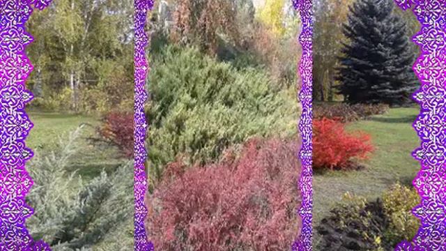 Осенний Ботанический сад г Кривой Рог