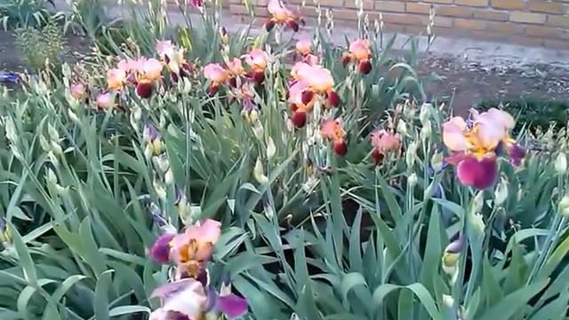 цветики цветочки смотреть онлайн