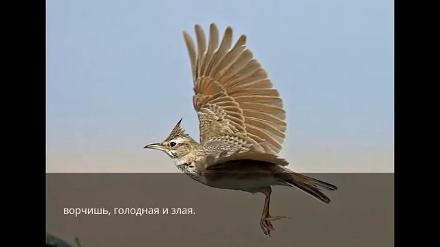 Жаворонок смотреть онлайн