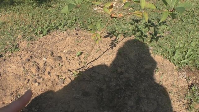 Черенкование гортензии метельчатой. Часть 4. 2018 год смотреть онлайн