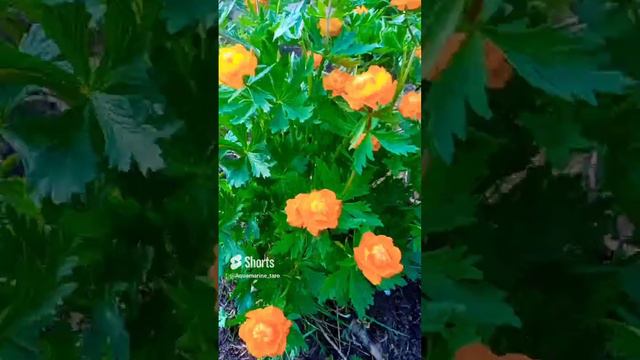 #природа #relax #relaxing #shorts смотреть онлайн