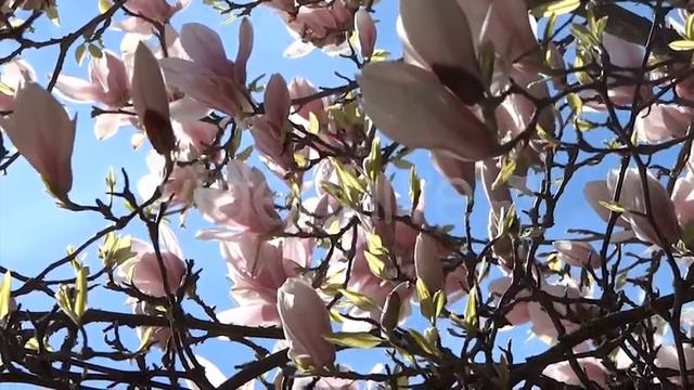 Magnolia Flowers On The Wind - 06 смотреть онлайн